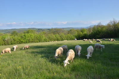 Au chant des lulus à Val-d'Épy