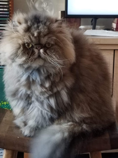 Pet Supply Store «Animal Kingdom of Santa Monica», reviews and photos, 300 Pico Blvd, Santa Monica, CA 90405, USA