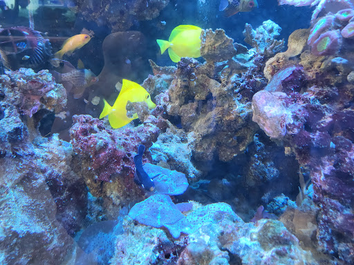 Aquarium Shop «Aquarium Arts», reviews and photos, 1810 W Baseline Rd #1, Mesa, AZ 85202, USA