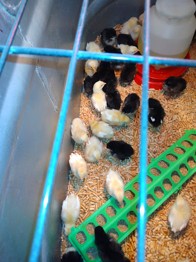 Animal Feed Store «Wilco Farm Store», reviews and photos, 2741 OR-99W, McMinnville, OR 97128, USA