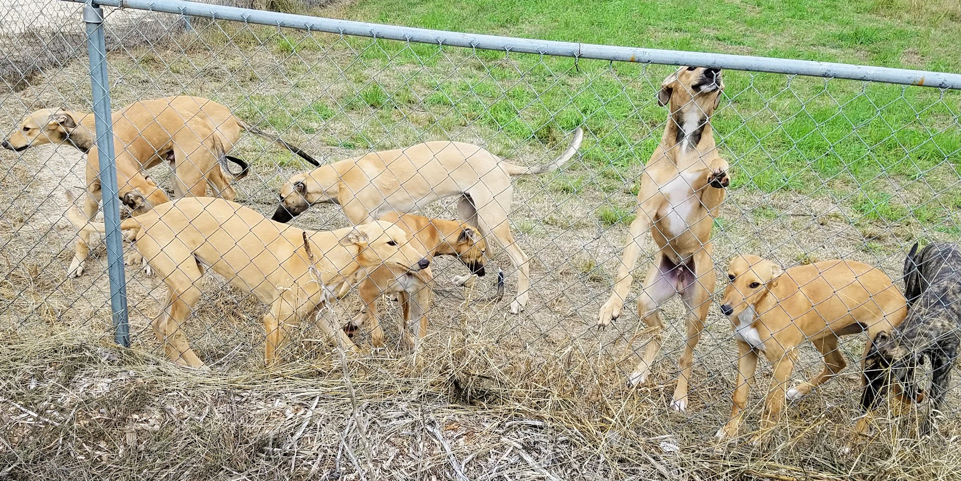 Abilene Greyhound Park Inc