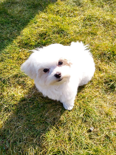 Beoordelingen van De Perro Cortes in Gent - Hondentrainer