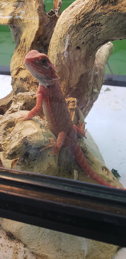 Reptile Store «Reptile Pets Direct», reviews and photos, 8088 Pat Booker Rd, Live Oak, TX 78233, USA