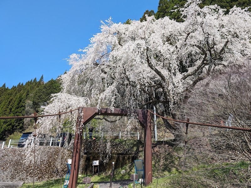 魚ケ渕の枝垂れ桜・ソメイヨシノ