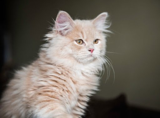 Pet Store «Doggy Dog World Inc», reviews and photos, 2552 Coney Island Ave, Brooklyn, NY 11223, USA