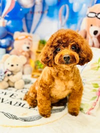 ドッグプレイス