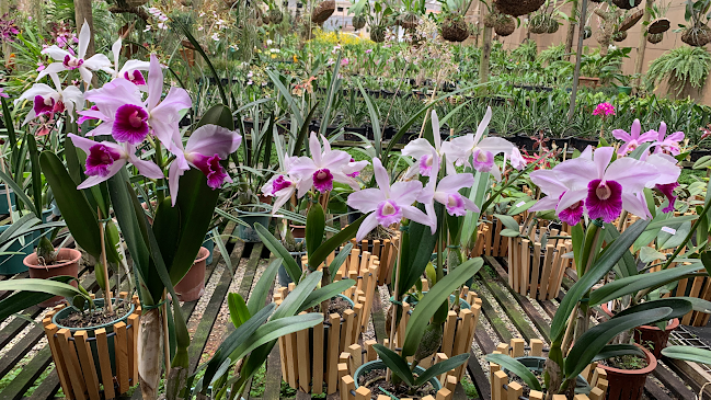 Orquidário Goiás Comércio de Orquídeas