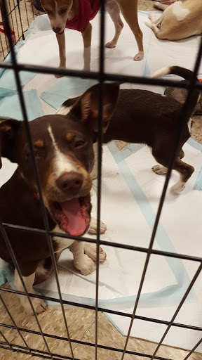 Pet Supply Store «PetSmart», reviews and photos, 2347 N Telegraph Rd, Monroe, MI 48162, USA