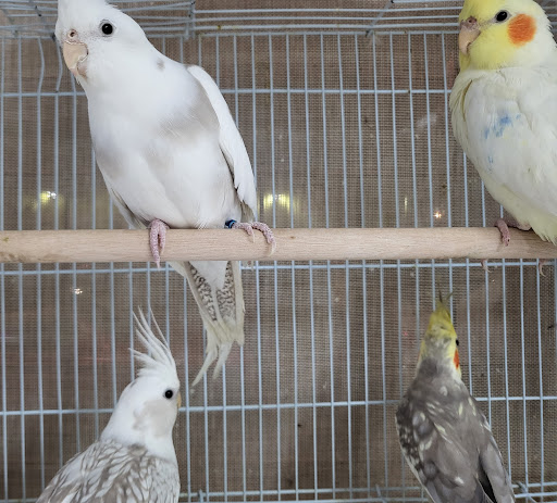 Pet Store «Louis Birds Pets & Supplies», reviews and photos, 80 Keyes St, San Jose, CA 95122, USA