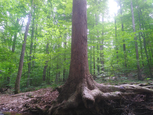 Park «Fairfax Villa Park», reviews and photos, 11399 Park Dr, Fairfax, VA 22030, USA