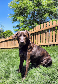 Four Paws Pet Resort VI - Photo 4 - Car repair in Richmond, VA, Richmond