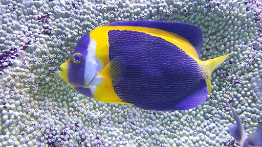 Aquarium «Nemos Aquarium», reviews and photos, 4051 Stone Mountain Hwy, Snellville, GA 30039, USA