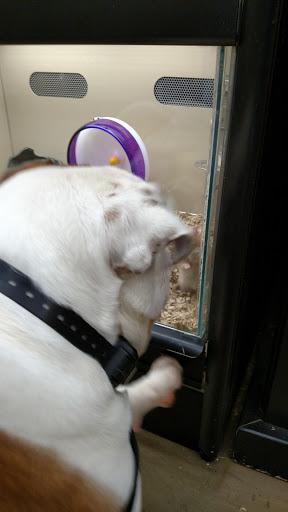 Pet Supply Store «Pet Supplies Plus», reviews and photos, 132 Randall Rd, Lake in the Hills, IL 60156, USA