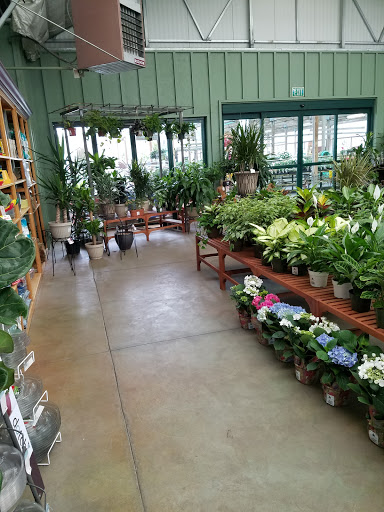 Bonsai plant supplier Concord