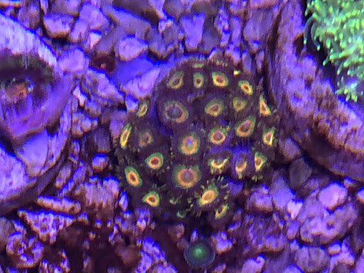 Aquarium «1st Class Aquarium», reviews and photos, 1167 Bay St, Staten Island, NY 10305, USA