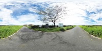 決潰の跡碑と一本桜