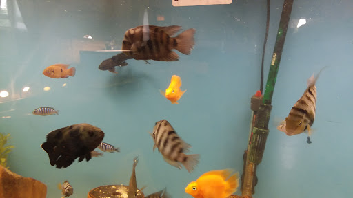 Pet Store «Fish Bowl & Pet Shop», reviews and photos, 2519 Mercer St, Stoneboro, PA 16153, USA