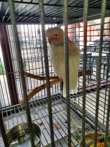 Pet Store «A Family Pet Center», reviews and photos, 6230 N Lockwood Ridge Rd, Sarasota, FL 34243, USA