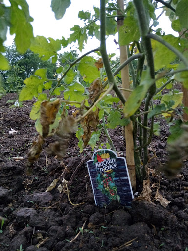 Golf Course «The Links at Outlook & Outlook Tavern Restaraunt», reviews and photos, 310 Portland St, Berwick, ME 03901, USA