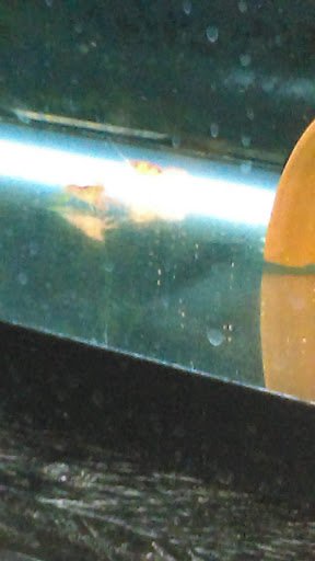 Pet Supply Store «Lacey Pet Supply», reviews and photos, 441 Lacey Rd, Forked River, NJ 08731, USA