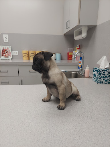 Wellborn Road Veterinary Medical Center