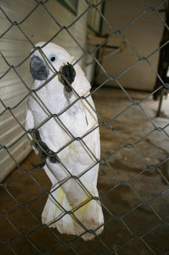 Pet Supply Store «Pet Supplies Plus», reviews and photos, 126 E Main St, Smithtown, NY 11787, USA