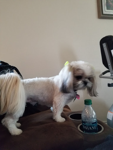 Animal Clips Grooming