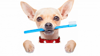 Saginaw Pet Care - Car repair in Saginaw, TX, Fort Worth - Rated 3.7/5