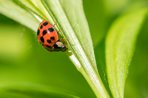 Park «Colby Lake Park», reviews and photos, 9715 Valley Creek Rd, Woodbury, MN 55125, USA