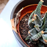 Photo n°6 de l'avis de Giuseppe. fait le 28/08/2021 à 21:24 sur le  Keiv Ristorante à Matera