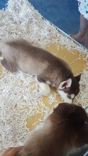 Pet Store «V.I. Pets», reviews and photos, 11975 E Lakewood Blvd, Holland, MI 49424, USA