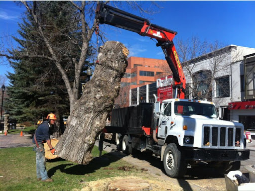 Aerial Tree Services