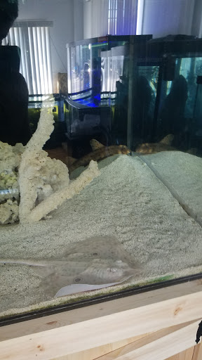 Pet Supply Store «Exotic Fish & Corals», reviews and photos, 374 New Haven Ave, Milford, CT 06460, USA