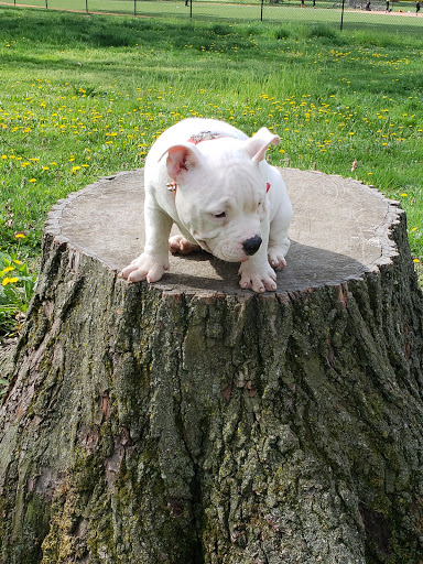 Park «Vailsburg Park», reviews and photos, 694-736 S Orange Ave, Newark, NJ 07106, USA