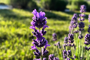 Hope Hill Lavender Farm LLC image