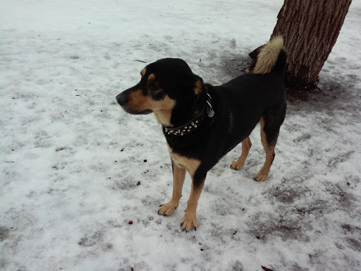 Dog Park «St. Anthony Parkway Off-Lease Dog Park», reviews and photos, 700 St Anthony Pkwy, Minneapolis, MN 55418, USA