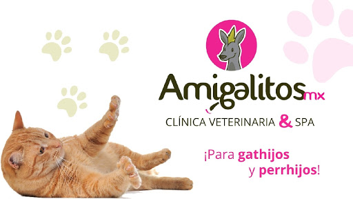 Amigalitos mx Clínica veterinaria & Spa