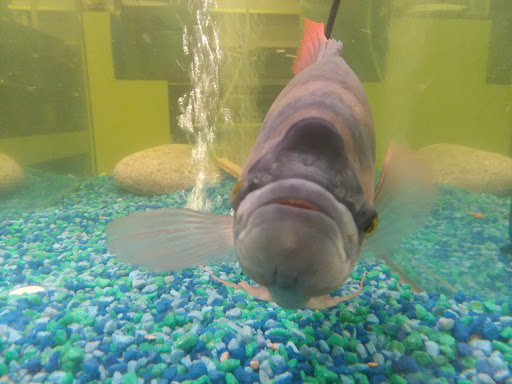 Pet Store «Fish & Pets Ranch», reviews and photos, 10100 Kleckley Dr, Houston, TX 77075, USA