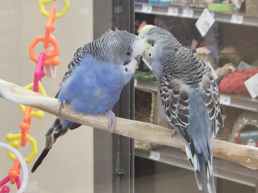 Pet Supply Store «Petco Animal Supplies», reviews and photos, 8213 Hwy 72 W c, Madison, AL 35758, USA