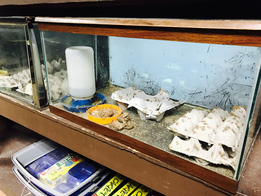 Tropical Fish Store «J B Tropical Fish», reviews and photos, 1950 N Black Horse Pike, Williamstown, NJ 08094, USA