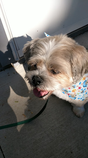 Pet Groomer «Mutt Hutt», reviews and photos, 1214 Main Ave, Moorhead, MN 56560, USA