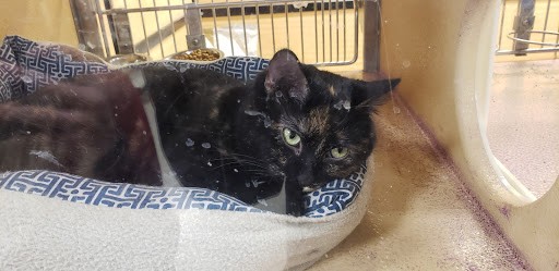 Pet Supply Store «PetSmart», reviews and photos, 5050 SE 14th St, Des Moines, IA 50320, USA