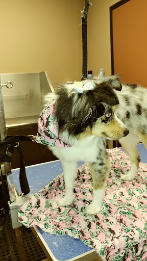 Pet Store «Pet Valu», reviews and photos, 2645 Shillington Rd, Sinking Spring, PA 19608, USA