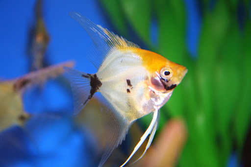 Tropical Fish Store «Aquatic Treasures/Bruces Pond Shop», reviews and photos, 20708 Gudith Rd, Brownstown Charter Twp, MI 48183, USA