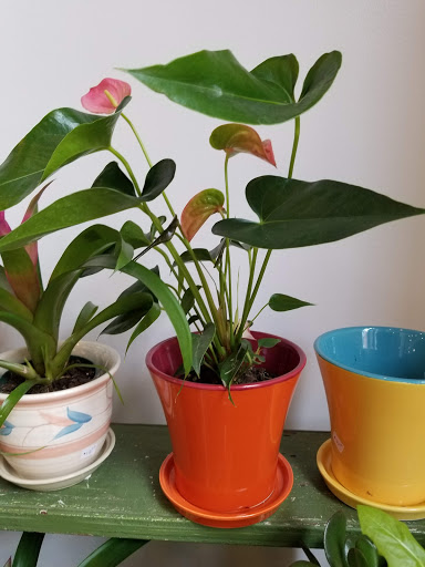 Florist «Little Shop of Flowers», reviews and photos, 2421 18th St NW, Washington, DC 20009, USA