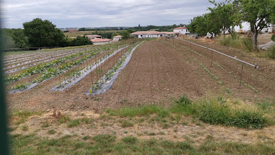 Le jardin de Pauline à Lapeyrouse-Fossat