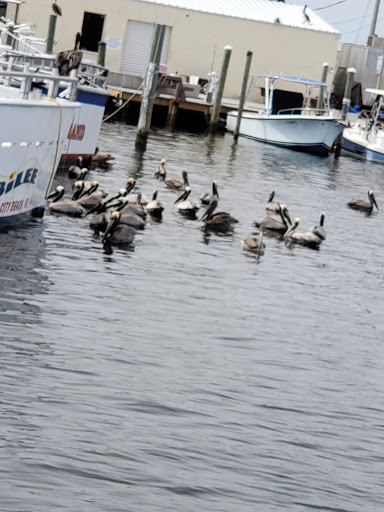 Boat Tour Agency «Sea Screamer», reviews and photos, 3605 Thomas Dr, Panama City, FL 32408, USA