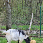 Photo n°4 de l'avis de Peter.e fait le 17/04/2023 à 19:46 sur le  Tier-Erlebnispark Bell à Bell