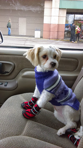 Pet Store «Petland», reviews and photos, 2123 Old Hudson Rd, St Paul, MN 55119, USA