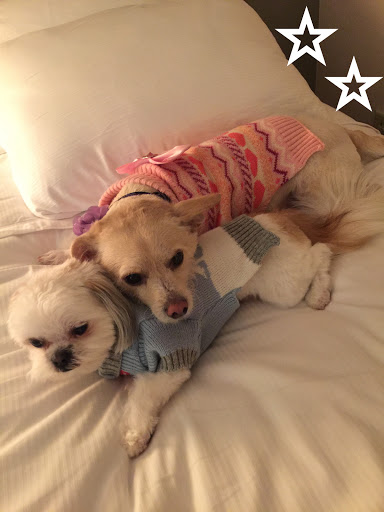 Pet Supply Store «PetSmart», reviews and photos, 19075 Interstate 45 S, Shenandoah, TX 77385, USA